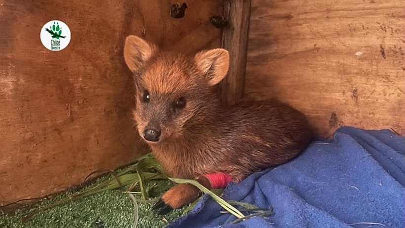 Convocan a instituciones a proteger al pudú con fondo especial para Chiloé