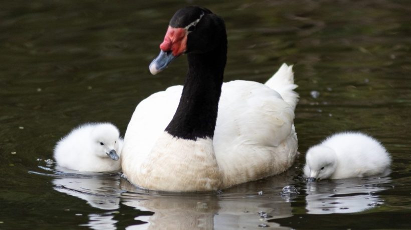 La UdeC tiene nuevos residentes: dos nuevos pichones de cisnes de cuello negro son parte de la Laguna de Los Patos