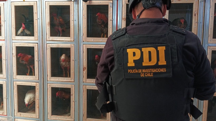 Peleas de gallos: cayó banda dedicada a apuestas ilegales en caleta Constitución