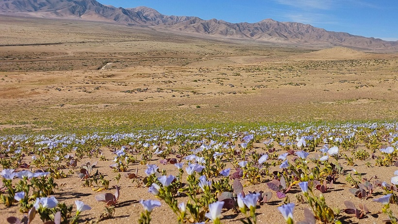 Desierto florido: Conaf Atacama llama a proteger floración y denunciar malas prácticas en Fiestas Patrias Desierto florido: Conaf Atacama llama a proteger floración y denunciar malas prácticas en Fiestas Patrias