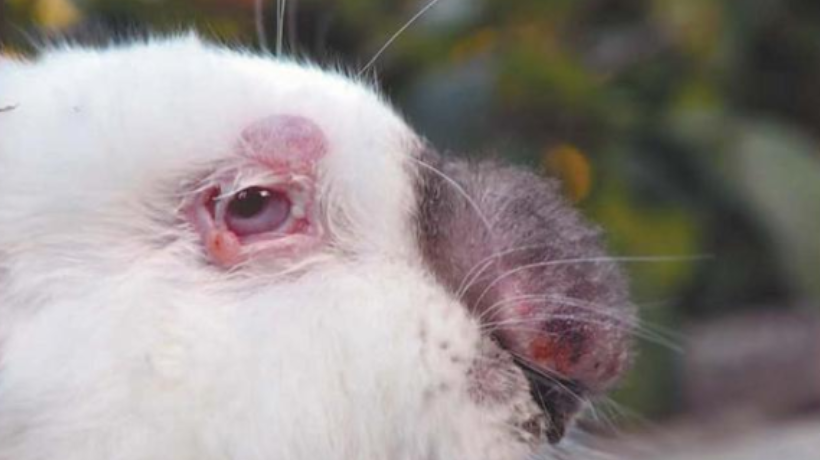 Enfermedad de conejos silvestres mantiene en alerta a la comunidad de Nogales