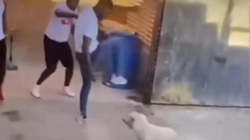 226 días de presidio para imputado por brutal maltrato a perro en Copiapó