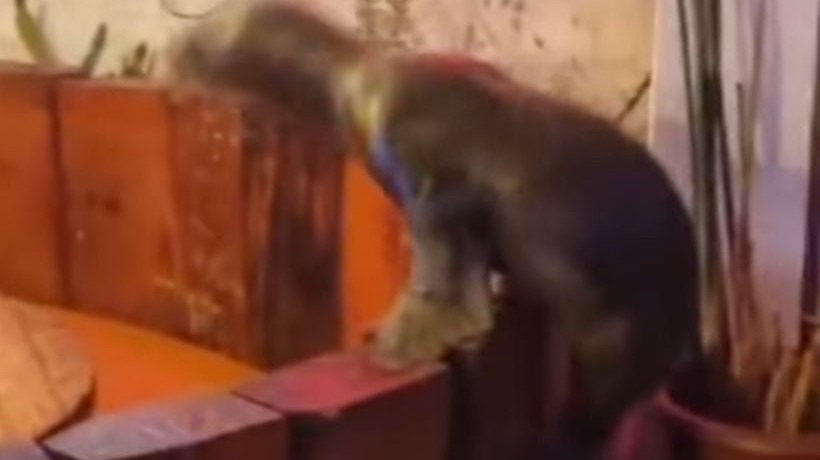 [VIDEO] Lobo de mar ingresa a local nocturno en Mejillones: Se subió arriba de una mesa
