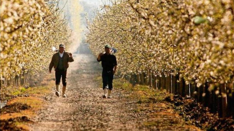Preocupación en cereceros de Ñuble a causa de las precipitaciones durante primavera