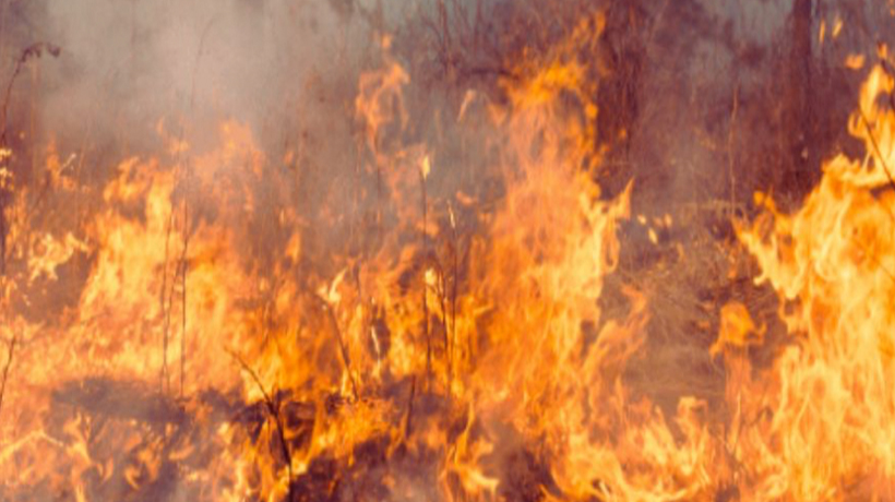 Emergencia forestal en Limache afectó a 5 hectáreas Emergencia forestal en Limache afectó a 5 hectáreas
