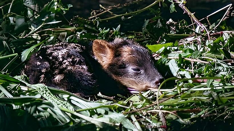 Pudú rescatada da a luz en Fundación Chiloé Silvestre