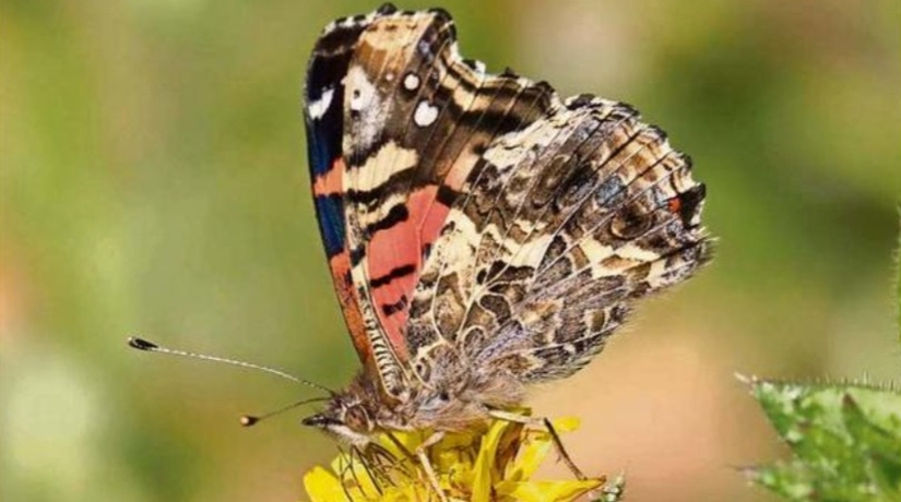 Vanessa carye, la mariposa que emigra de Chile a Venezuela, en una travesía poco conocida