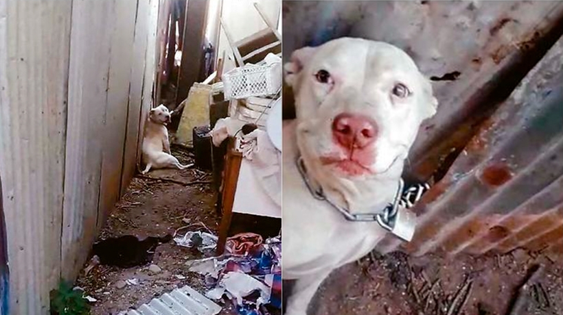 Registran polémico caso de maltrato animal en Villa Alemana Registran polémico caso de maltrato animal en Villa Alemana