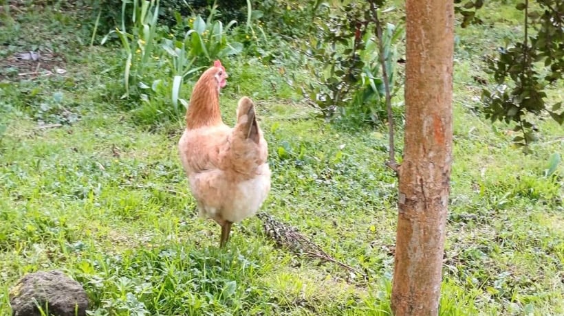 Expertos enseñan a agricultores de Dalcahue sobre bienestar de gallinas