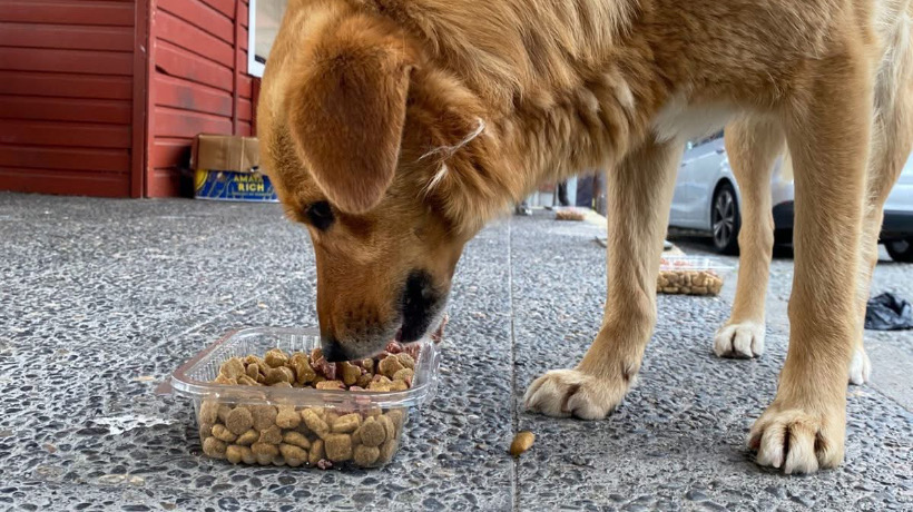 Puerto Montt: Municipio se compromete a combatir el maltrato animal
