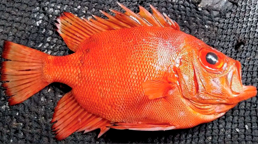 Pescadores capturaron pez tropical que "no habían visto nunca" en Zapallar