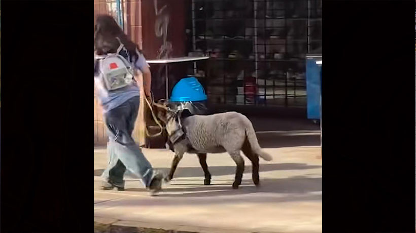 ¡Como si fuera un perrito!: familia enternece al pasear a su oveja en San Felipe