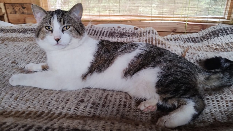 Gato rescatado desde incendios en Valparaíso cumplió un año en Puerto Montt sin ser adoptado