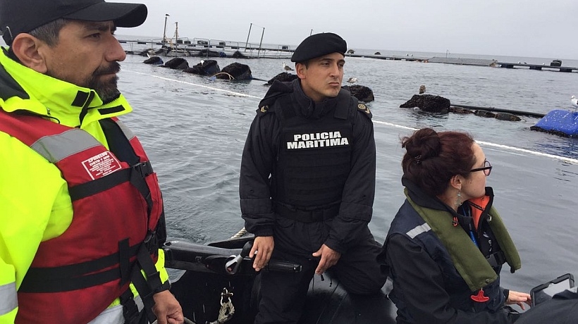 Mowi Chile recurrirá a la Corte Suprema por multa tras escape de salmones en Calbuco