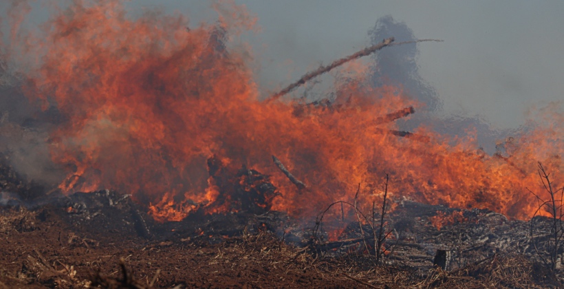 Intercambio de mensajes incriminarían a bombero y autoridad de Conaf por megaincendio