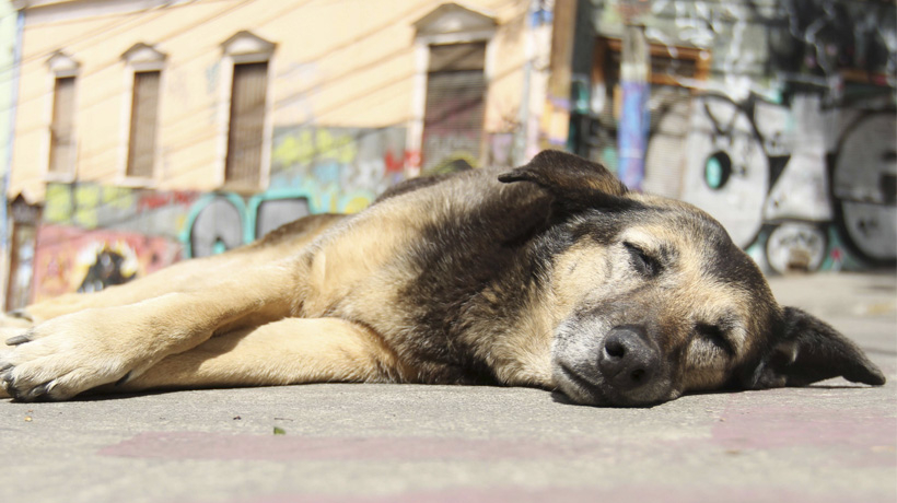 Valparaíso enfrenta crisis de perros callejeros: proponen esterilización masiva
