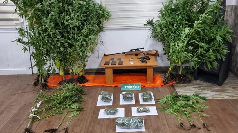 Denuncia anónima permitió desbaratar cultivo de marihuana en predio de Los Muermos