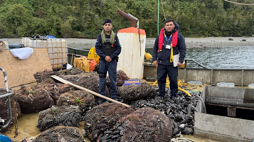 Fiscalizaciones por Semana Santa comenzaron con incautación de choro maltón en Calbuco