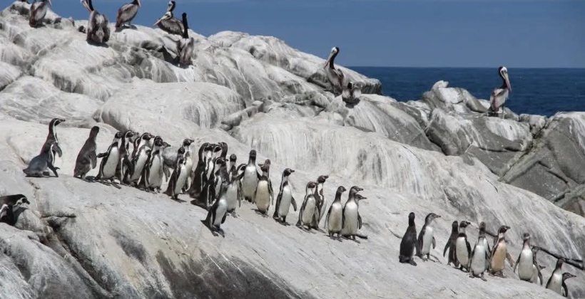 Zapallar refuerza protección del pingüino de Humboldt en Isla Cachagua Zapallar refuerza protección del pingüino de Humboldt en Isla Cachagua