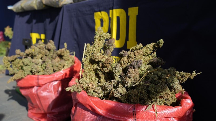 Incautan casi 55 kilos de marihuana y cerca de 300 plantas de cannabis en dos operativos en San Ignacio Incautan casi 55 kilos de marihuana y cerca de 300 plantas de cannabis en dos operativos en San Ignacio