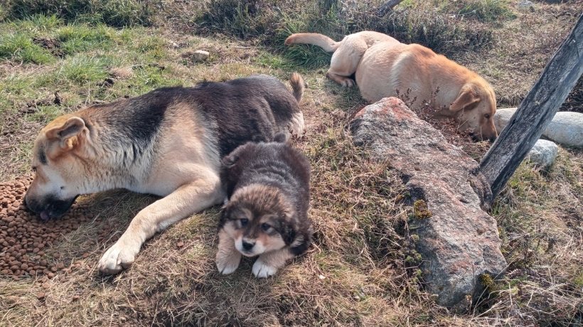 Escuela de Carabineros en Puerto Montt acogerá jornada de adopción de mascotas este sábado