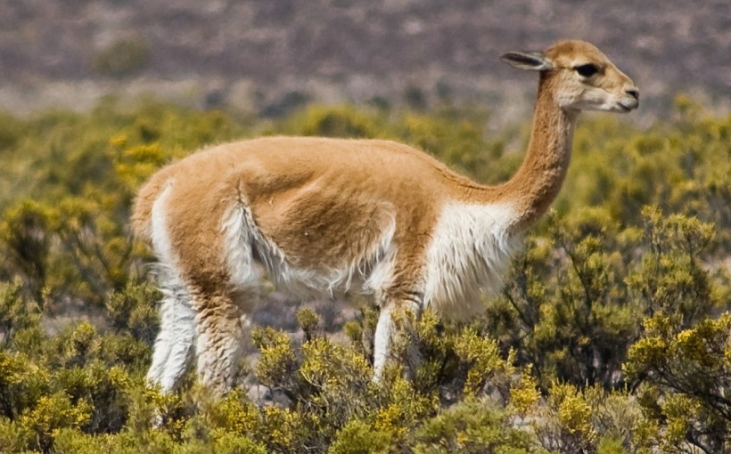 Prisión preventiva para cazador furtivo de vicuñas en sector fronterizo de Ollagüe
