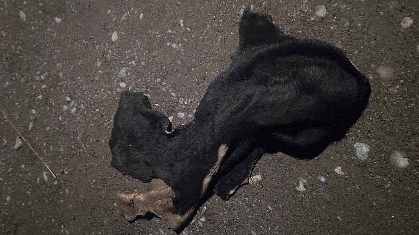 Hallaron evidencias de maltrato animal en el sector Cardonal Bajo de Puerto Montt