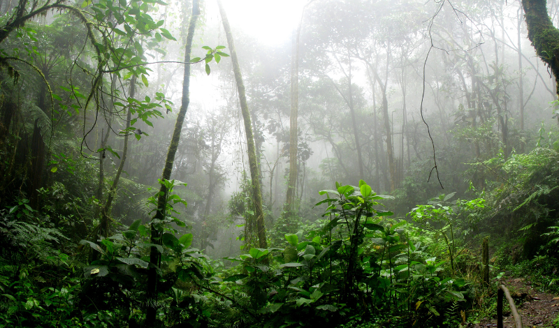Alianza global entra en nueva fase para proteger la biodiversidad