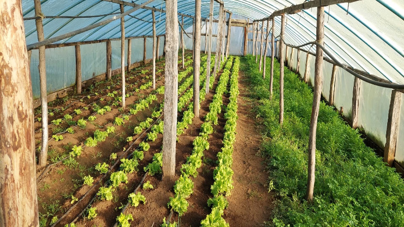 Desarrollo Local de Ancud logra exitosas postulaciones a fondos del Indap para beneficiar a agricultores locales
