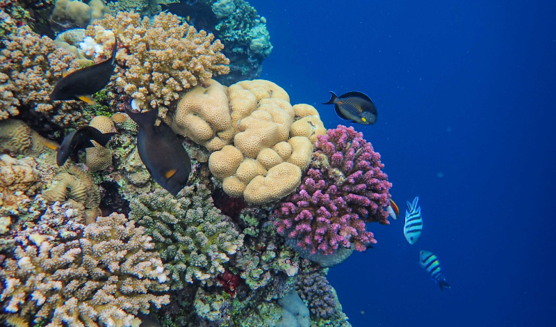 Crearán gigante jardín de coral para salvar la vida marina
