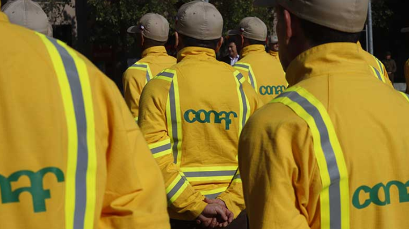 Traspasarán a 158 funcionarios de la Conaf Biobío a nueva institucionalidad Sernafor