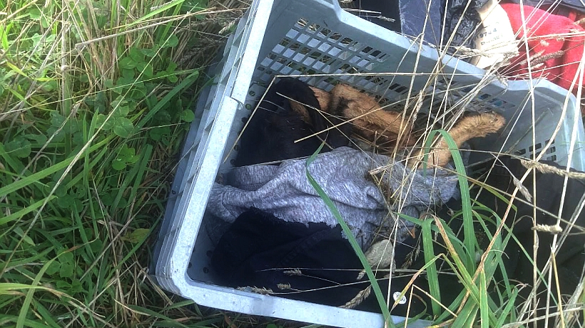 Fiscalía de Puerto Montt inició indagatoria de oficio por muerte y faenamiento de perros