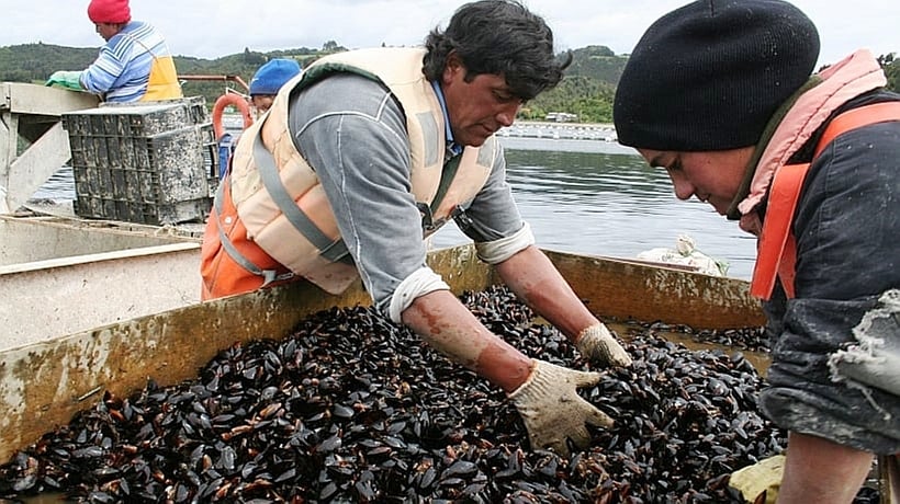 Alzas en producción y exportación de choritos no aleja incertidumbre por guerra arancelaria