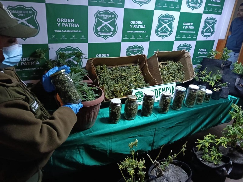 Operativos en Valdivia y Panguipulli: detienen a tres personas por tráfico y cultivo de drogas