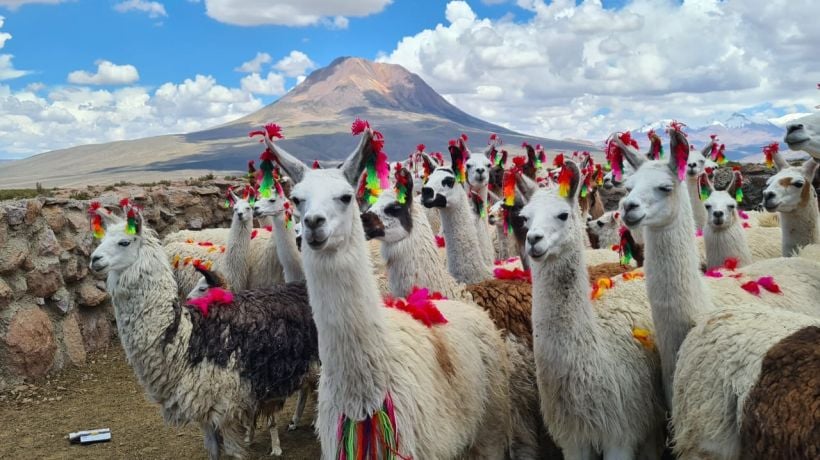 Tarapacá participa en segundo encuentro del sector de camélidos sudamericanos en Antofagasta