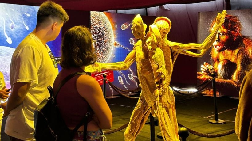 “Bodies Evolution” ya está en Antofagasta: la exposición científica con cuerpos reales y más de 100 órganos humanos