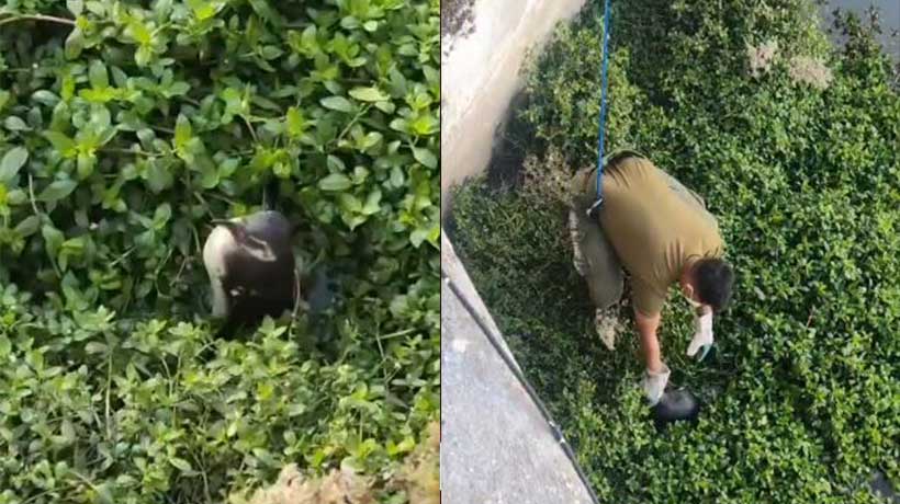 Murió el pingüino que fue rescatado desde el estero Marga Marga: “Tenía muchas heridas”