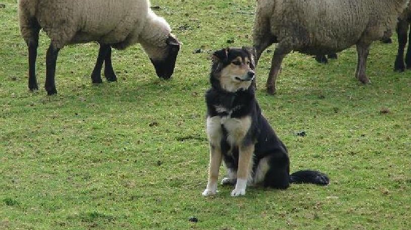 San Juan de la Costa: impulsan iniciativa para proteger el ganado ovino con perros mestizos criados con ovejas