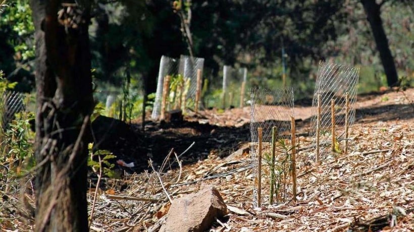 Ñuble: Conaf proyecta reforestar 200 hectáreas este año en zonas afectadas por incendios