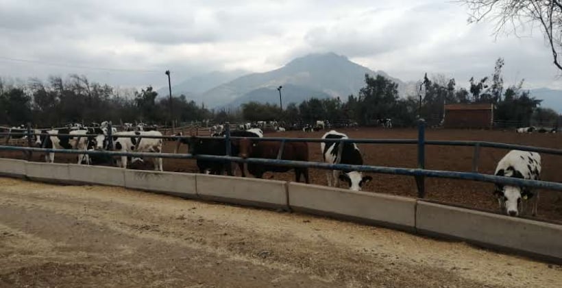 Empresa ganadera de San Felipe enfrenta cargo grave por operar sin permiso ambiental