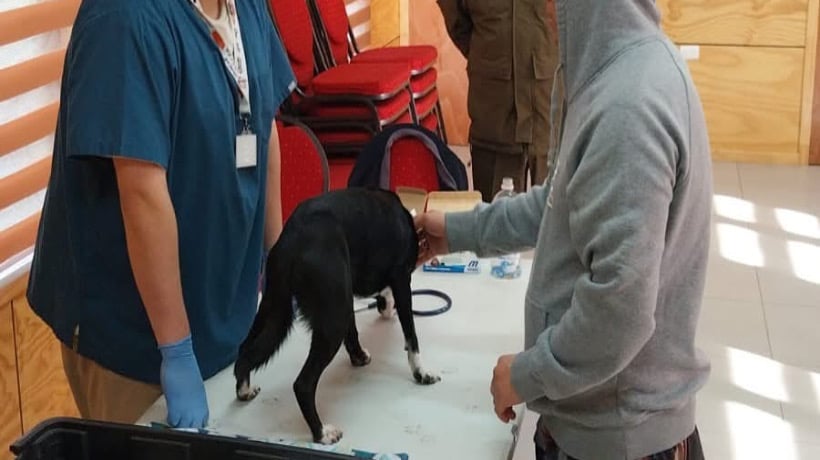 Con éxito se desarrolló un reciente operativo de control sanitario de animales en Las Lomas de Castro