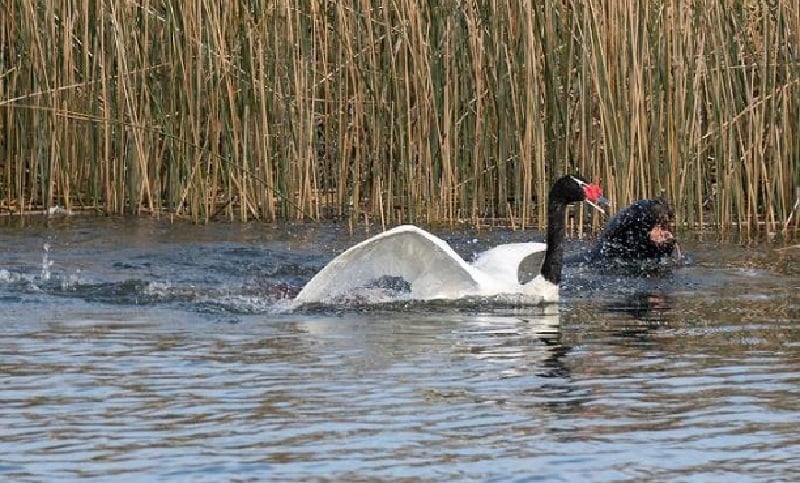 Lobos marinos vuelven a atacar a cisnes en en Santuario de la Naturaleza del Río Cruces