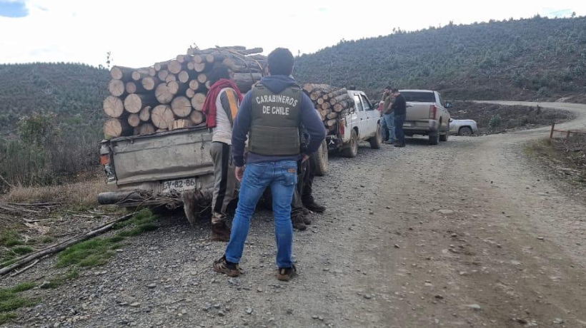 Operativo policial logra detención de 12 personas que fueron sorprendidas talando madera en predios de Coronel