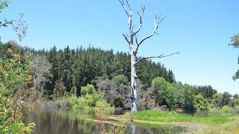 Conaf anuncia acceso gratuito a la Reserva Lago Peñuelas por el Día de los Patrimonios