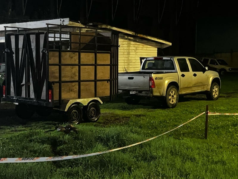 Máfil: detienen a sujeto por sustracción de nueve animales