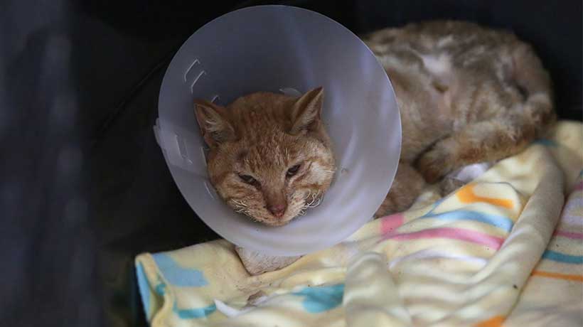 Declaran admisible querella por animales muertos durante el megaincendio en el Gran Valparaíso