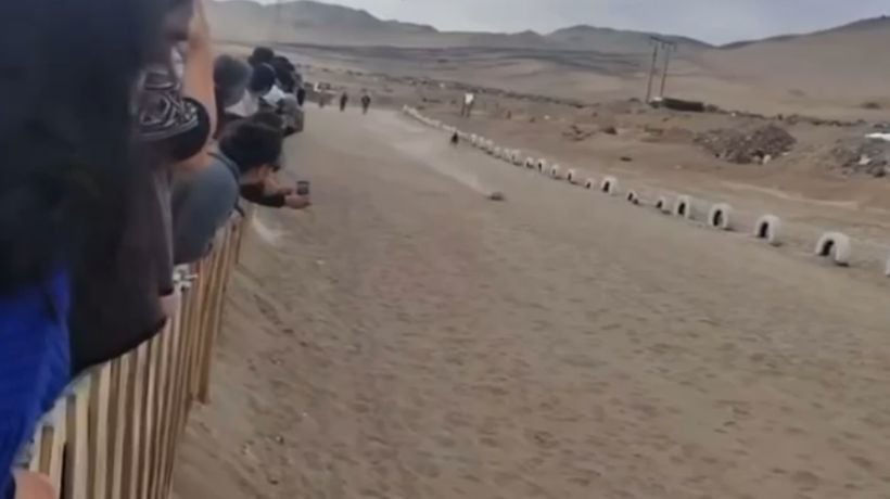 Diputado Videla denuncia realización de carreras de galgos en Antofagasta
