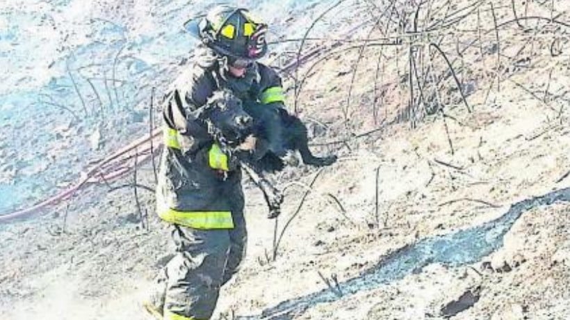 78 rescates animales lleva bomberos de Chillán en los últimos 36 meses