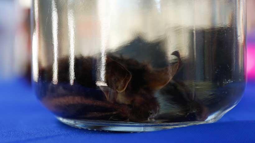 Hallan murciélago con rabia en colegio de Quillota: realizarán operativo de vacunación a mascotas