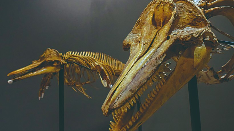 Museo del Mar de la UA abrirá sus puertas a la comunidad